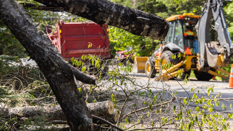 Backhoe and dump truck clearing fallen trees on a road.